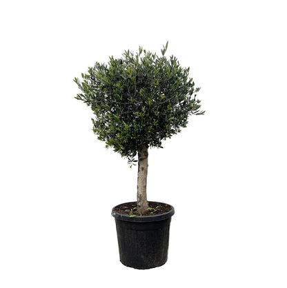 XL plant - Olea europaea - Pot Ø 50cm Hoogte ↕ 180cm