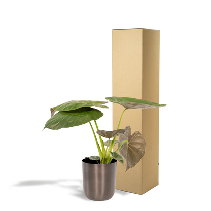 Kamerplant - Alocasia Wentii - Inclusief sierpot - Pot Ø 19cm Hoogte ↕ 65cm