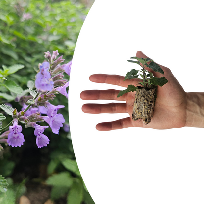 Buitenplant 6x Nepeta - Aromatisch - Pluggen