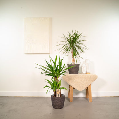 Kamerplanten - Dracaena ↕ 70cm + Yucca ↕ 90cm - Pot Ø 17cm