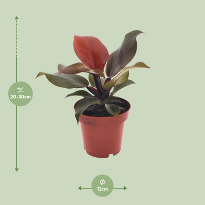 Kamerplant - Philodendron Imperial Red - Pot Ø 12cm Hoogte ↕ 25cm