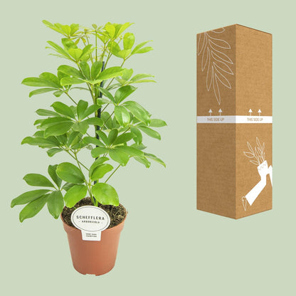 Kamerplant - Schefflera Nora - Pot Ø 13cm Hoogte ↕ 45cm