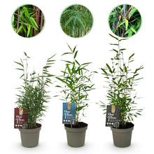 Buitenplant 3x Fargesia Dragon Tricolour - Bladhoudend, Niet Woekerend - Pot Ø 14cm Hoogte ↕ 35cm