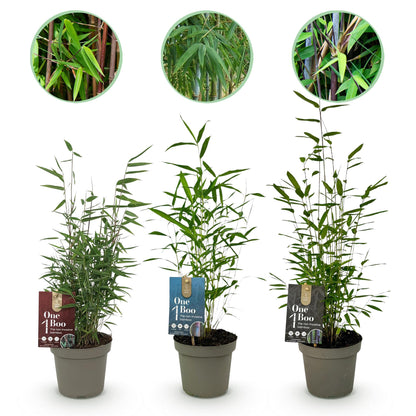 Buitenplant 3x Fargesia Dragon Tricolour - Bladhoudend, Niet Woekerend - Pot Ø 14cm Hoogte ↕ 35cm