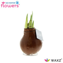 Kunstplant - Waxz Metallic Copper - Hoogte ↕ 15cm