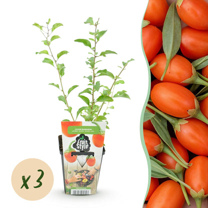 Buitenplant 3x Lycium barbarum (Goji bes) - Winterhard - Pot Ø 9cm Hoogte ↕ onbekend