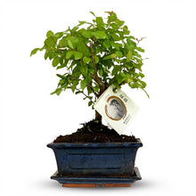 Kamerplant - Bonsai Bol Vorm - Pot Keramiek Hoogte ↕ 25-30cm