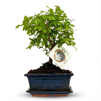 Kamerplant - Bonsai Bol Vorm - Pot Keramiek Hoogte ↕ 25-30cm