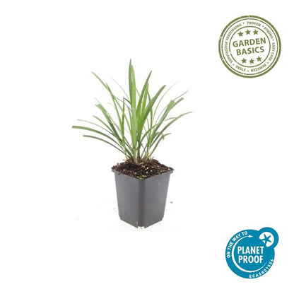 Buitenplant 60x Liriope muscari 'Ingwersen' - Pot Ø 9cm Hoogte ↕ 10-25cm