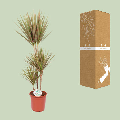 XL kamerplant - Dracaena Bicolor - Pot Ø 24cm Hoogte ↕ 115cm