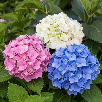 Buitenplant 3x Hydrangea macrophylla 'Tricolour' - Bloeiend - Pot Ø 17cm Hoogte ↕ 30cm
