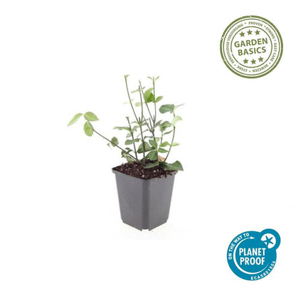 Buitenplant 12x Euonymus fortunei 'Coloratus' - Pot Ø 9cm Hoogte ↕ 10-25cm