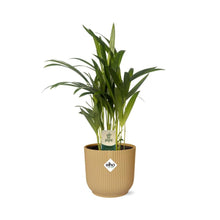 Kamerplant - Dypsis Lutescens (Areca) - Inclusief sierpot - Pot Ø 12cm