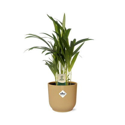 Kamerplant - Dypsis Lutescens (Areca) - Inclusief sierpot - Pot Ø 12cm
