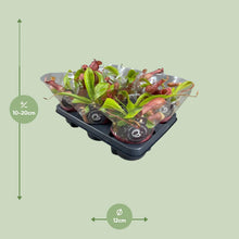 Kamerplant - Nepenthes Alata - Vleesetend - Pot Ø 12cm Hoogte ↕ 17cm