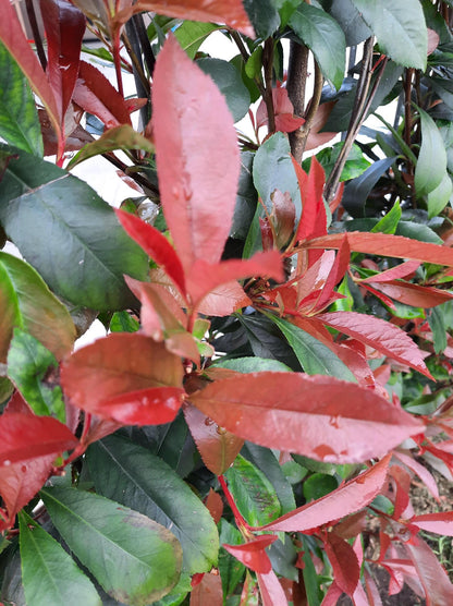 Buitenplant - Photinia fraseri 'Carré Rouge' - Kant-en-Klaar Haag - 120 x 180cm