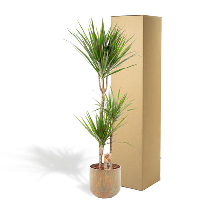 XL Kamerplant - Dracaena - Pot Ø 21cm Hoogte ↕ 120cm