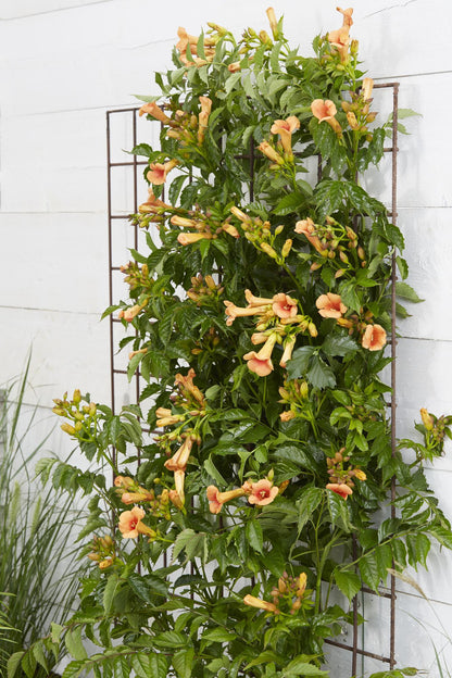 Buitenplant - Campsis Indian Summer - Bloeiend - Pot Ø 15cm Hoogte ↕ 65cm