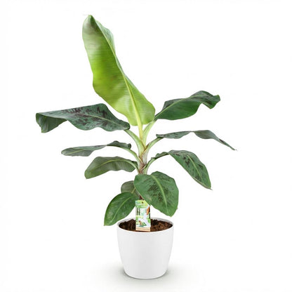 Kamerplant - Musa acuminata Dwarf Cavendish - Pot Ø 21cm Hoogte ↕ 70-75cm