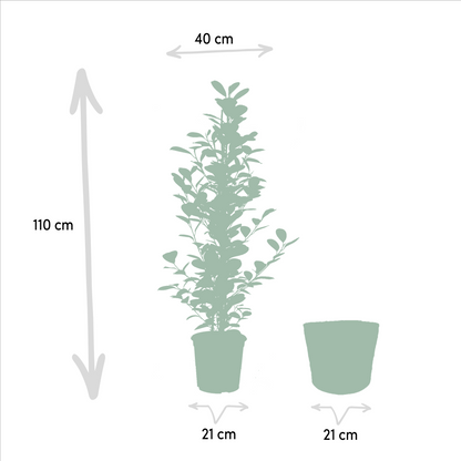 Kamerplant set - 3x Ficus (Danielle, Twilight, Moclame) - Met mand - Pot Ø 21cm Hoogte ↕ 95cm