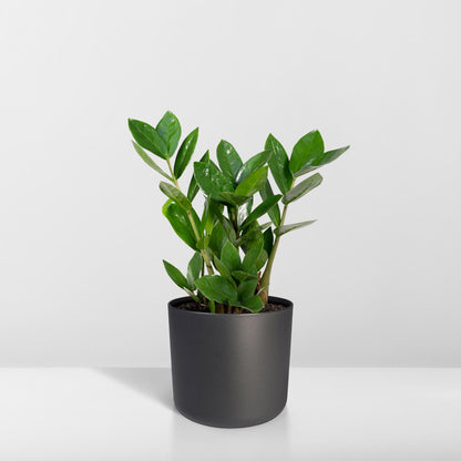 Kamerplant - Zamioculcas - Pot Ø 12cm Hoogte ↕ 35cm