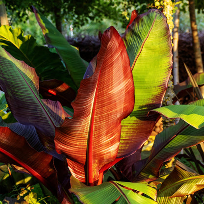 Buitenplant 2x Ensete ventricosum Maurelli - Bananenplant - Pot Ø 12cm Hoogte ↕ 30cm