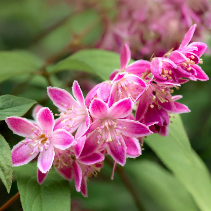 Buitenplant - Deutzia hybrida 'Strawberry Fields' - Bloeiend - Pot Ø 17cm Hoogte ↕ 45cm