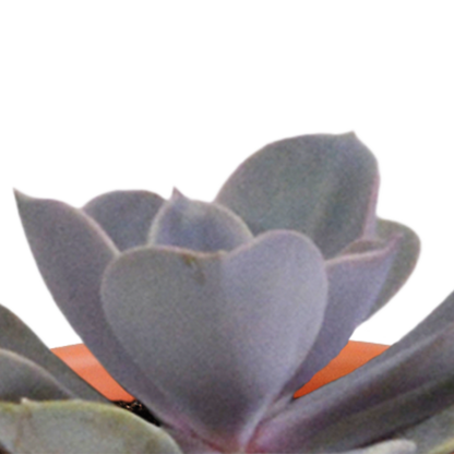 Kamerplant 15x Cactus en vetplanten mix - in Mexicaanse pot - Pot Ø 5,5cm
