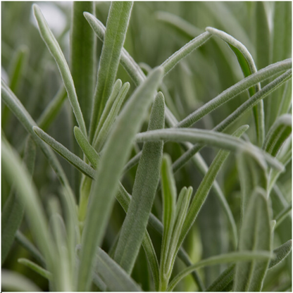 Buitenplant 12x 6 pack Lavendel angustifolia - Bloeiend - Pot Ø 7cm Hoogte ↕ 15cm