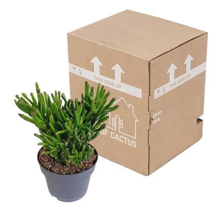 Kamerplant - Crassula Gollum - Pot Ø 17cm