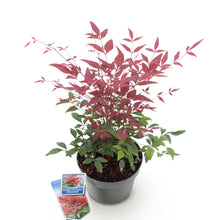 Buitenplant - Nandina Obsessed - Groenblijvend - Pot Ø 17cm Hoogte ↕ 45cm