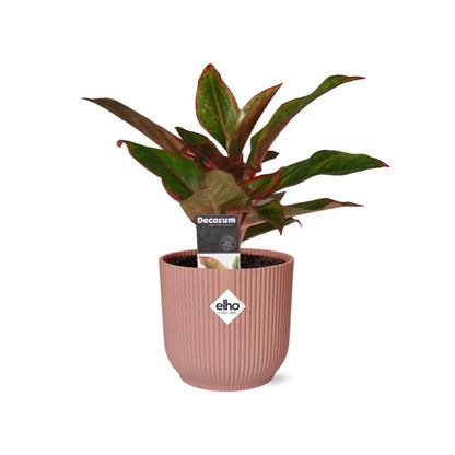 Kamerplant - Aglaonema Crete - Pot Ø 14cm