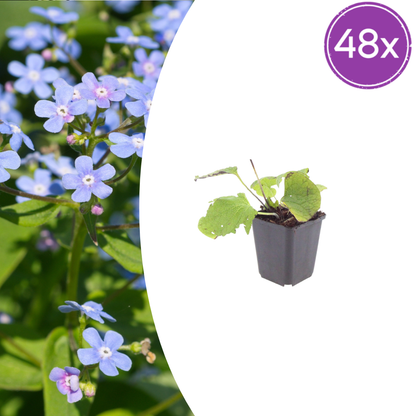 Buitenplant 48x Brunnera macrophylla - Pot Ø 9cm Hoogte ↕ 10-25cm