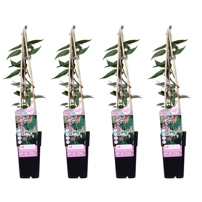 Buitenplant 4x Lonicera henryi - Winterhard - Pot Ø 15cm Hoogte ↕ 65cm
