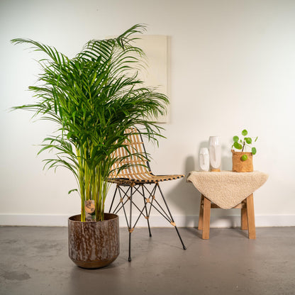 XL kamerplant - Areca Palm - Pot Ø 24cm Hoogte ↕ 130cm
