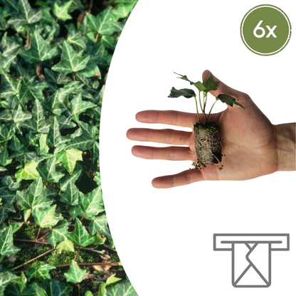 Buitenplant 6x Hedera 'Green Ripple' - Klimplant - Pot Hoogte ↕ variabel