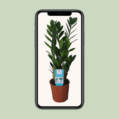 Kamerplant - Zamioculcas Zamiifolia - Pot Ø 14cm Hoogte ↕ 55cm