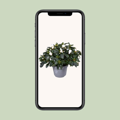 Buitenplant - Azalea Witte Vogel - Bloeiend - Pot Ø 13cm Hoogte ↕ 27cm