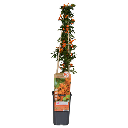 Buitenplant - Pyracantha 'Soleil dOr' - Bloeiend - Pot Ø 15cm Hoogte ↕ 65cm