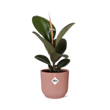 Kamerplant - Ficus Elastica 'Robusta' - Pot Ø 14cm