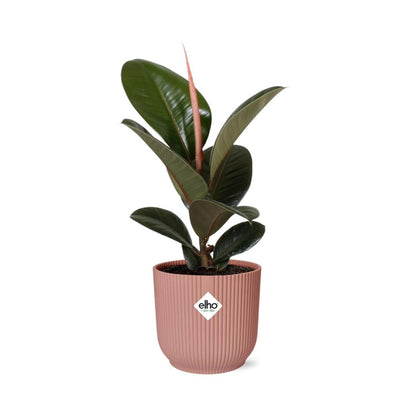 Kamerplant - Ficus Elastica 'Robusta' - Pot Ø 14cm