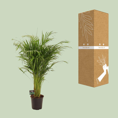 Kamerplant - Dypsis Lutescens (Areca Palm) - Hoogte ↕ 12-230cm
