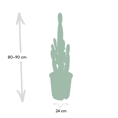 Kamerplant - Euphorbia Acrurensis - Pot Ø 24cm Hoogte ↕ 60cm