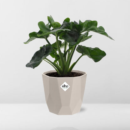 Kamerplant - Philodendron Atom - Inclusief sierpot - Pot Ø 14cm