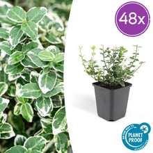 Buitenplant 48x Euonymus fort. 'Emerald Gaiety' - Pot Ø 9cm Hoogte ↕ 10-25cm