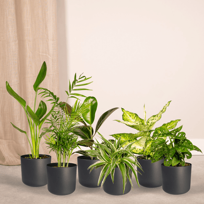 Kamerplant 10x Verrassingsbox - Pot Ø 12cm Hoogte ↕ 25cm