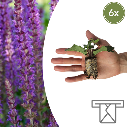 Buitenplant 6x Salvia - Bloeiend - Balkonplant