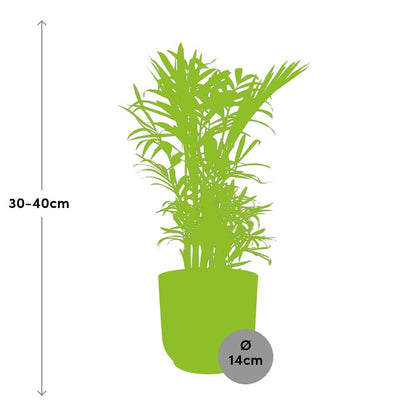 Kamerplant - Chamaedorea Elegans - Pot Ø 14cm