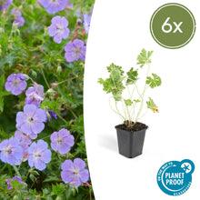 Buitenplant 6x Geranium Rozanne - Bloeiend - Pot Ø 9cm Hoogte ↕ 10-25cm