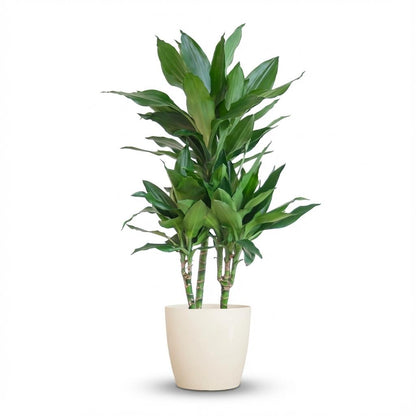 Kamerplant - Dracaena Janet Lind - Met witte pot - Pot Ø 21cm Hoogte ↕ 95cm